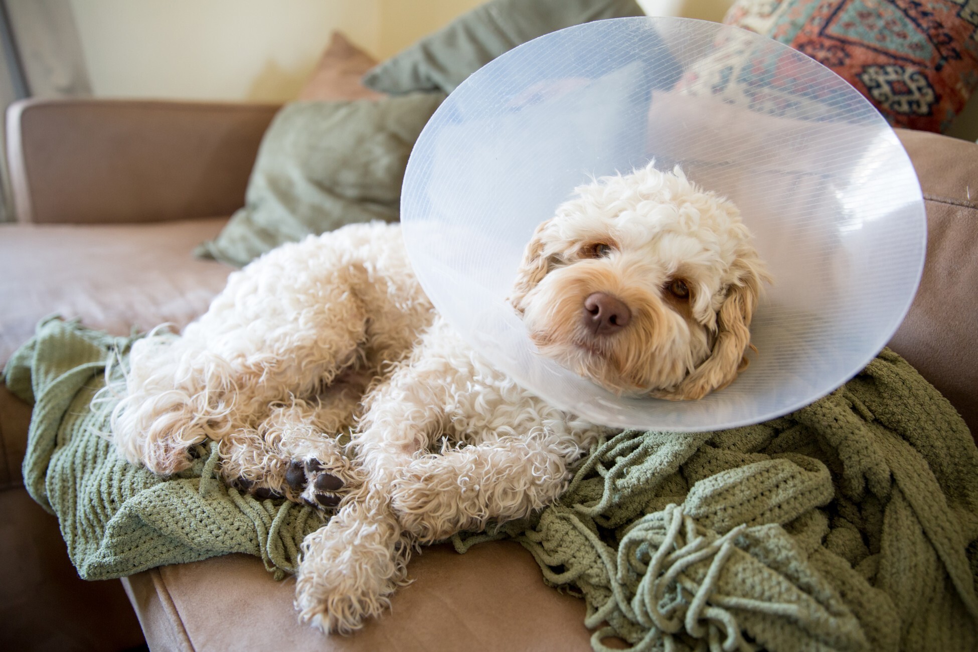 Cone dog