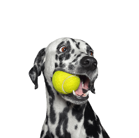 dog 1 2