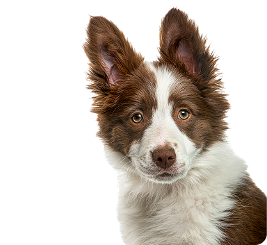 dog 1 4