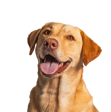 dog 5 1