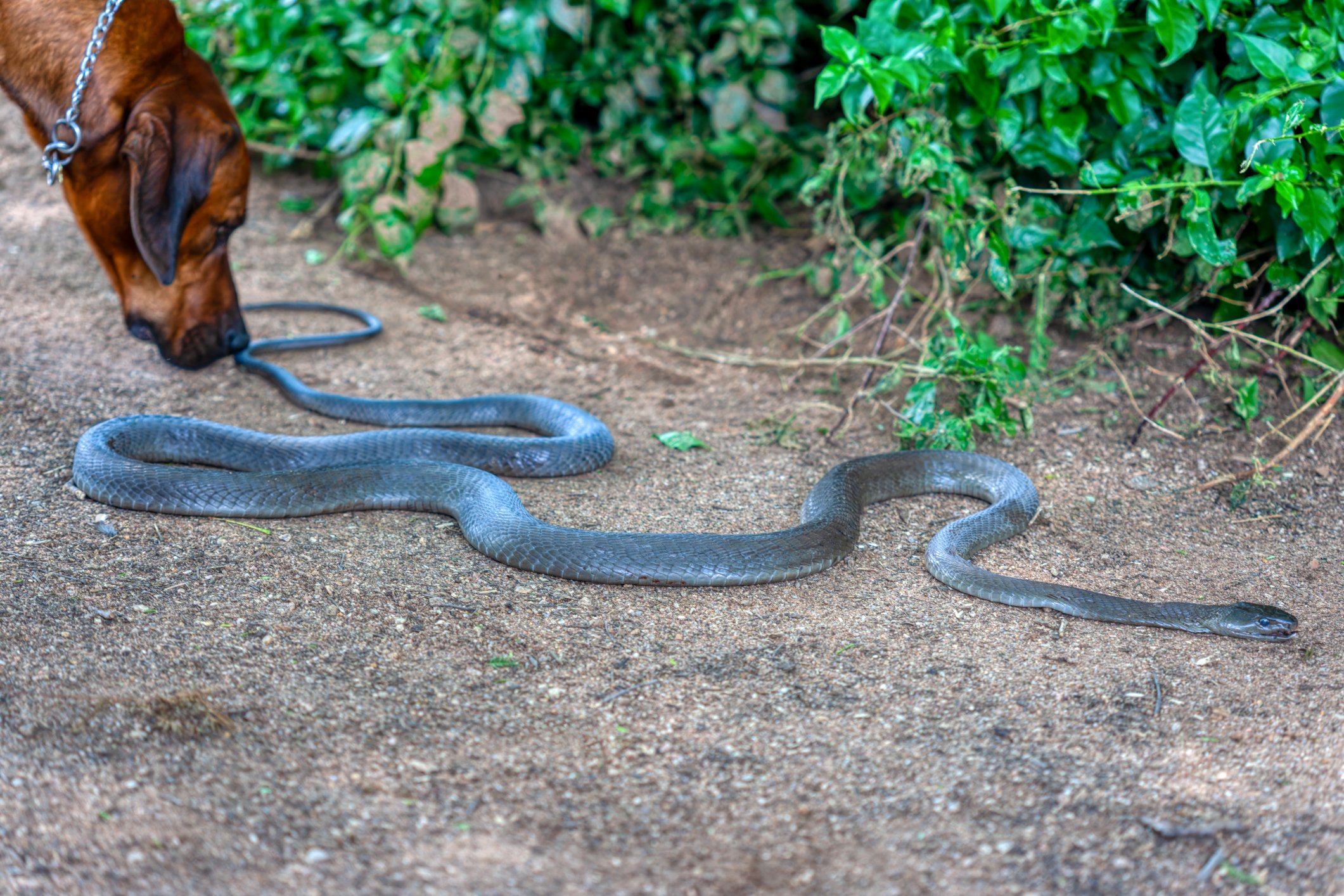 iStock-2156323818