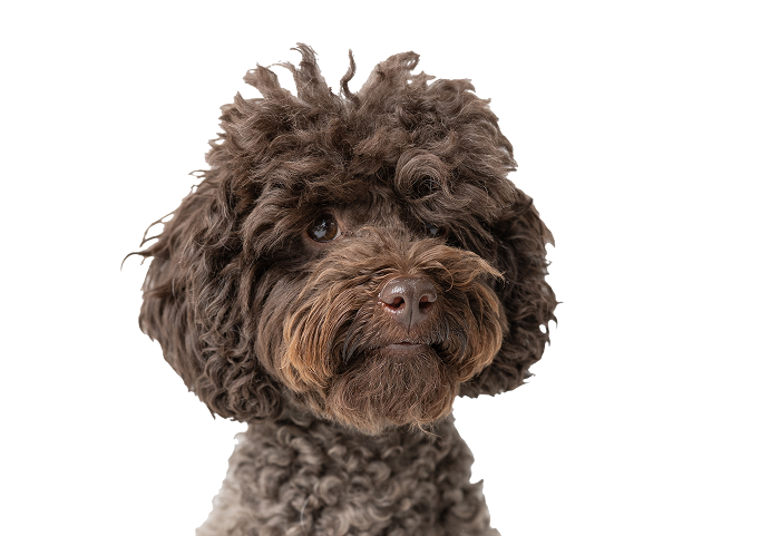 iStock-2212385052 copy 1