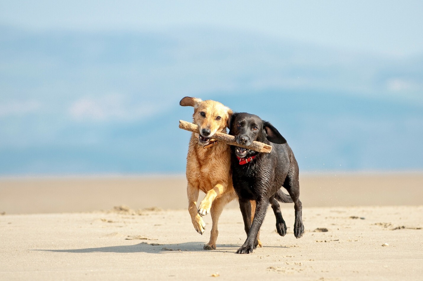 why-pet-insurance