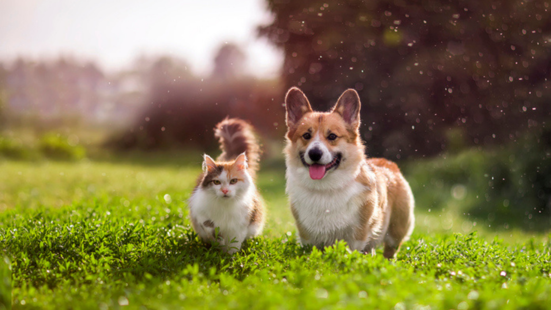 Garden dangers are lurking