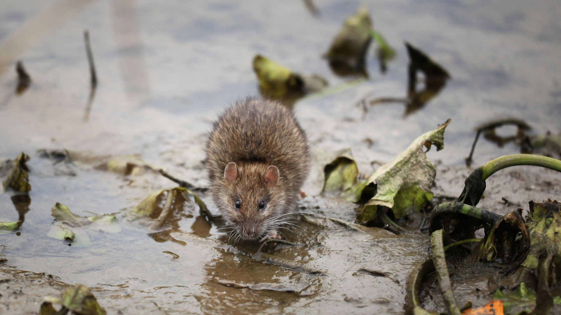 Rat bait doesn’t just kill rats