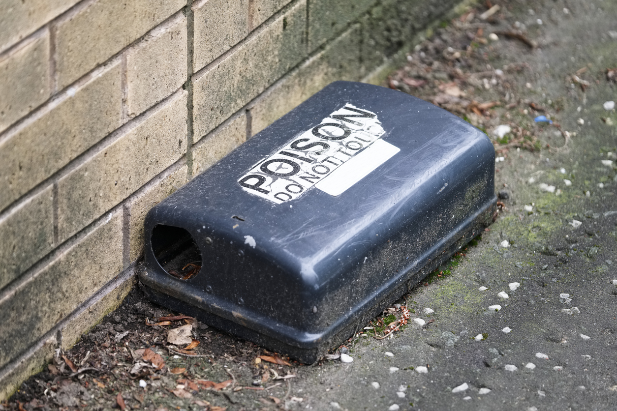 Rat bait doesn’t just kill rats