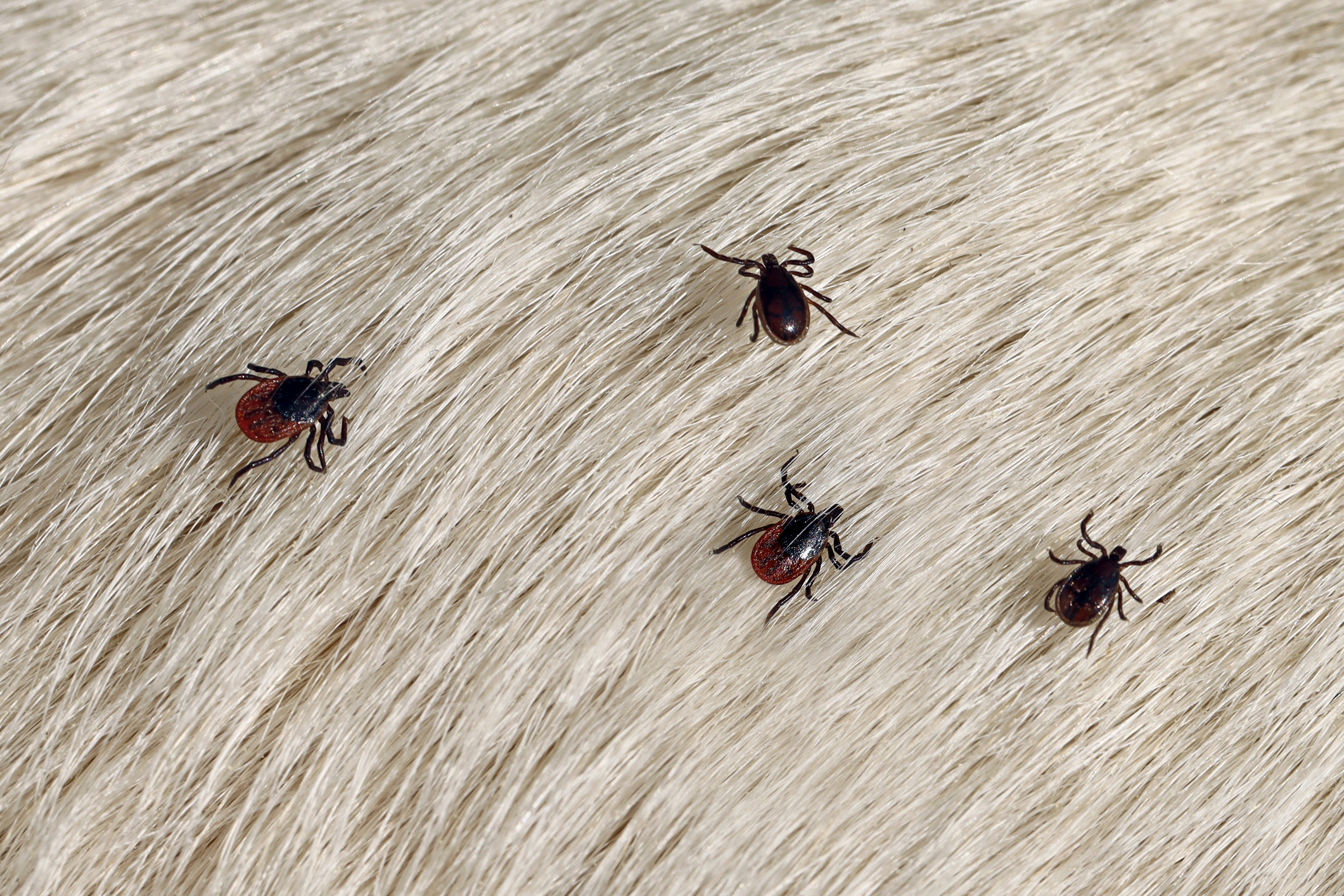 Ticks, leeches and other bloodsucking parasites