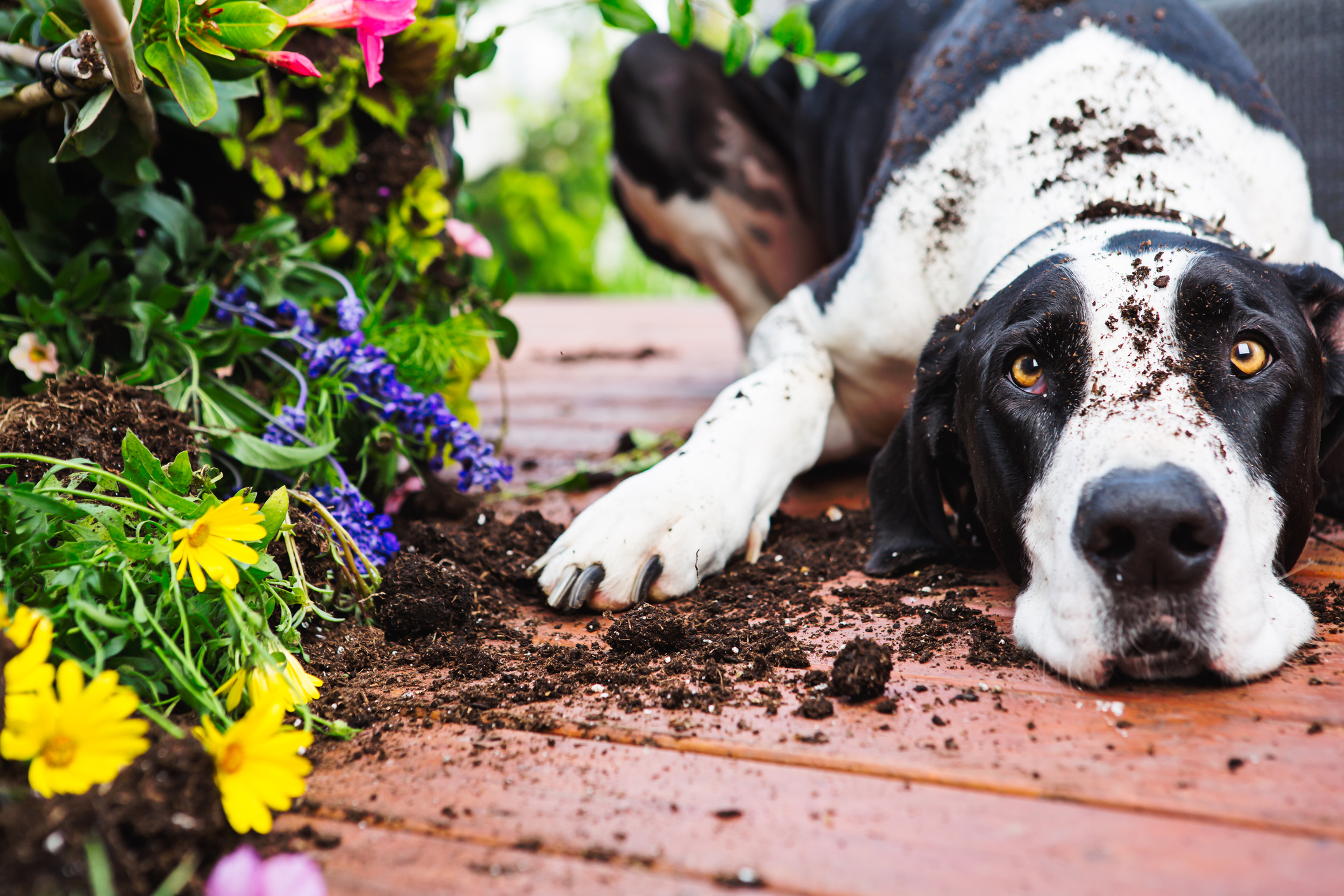 A guide to plant toxicity